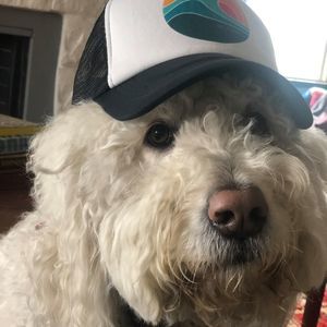 Meet your Posher, Steve